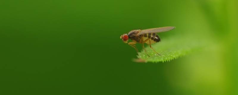 为什么果蝇会无端生出 果蝇会自己生出来吗