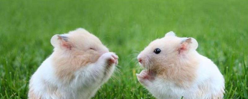 荷兰猪和仓鼠怎么区分 荷兰猪和仓鼠的区别