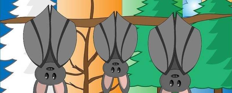 蝙蝠窝有一般什么时候开始有 蝙蝠活动时间几点回窝