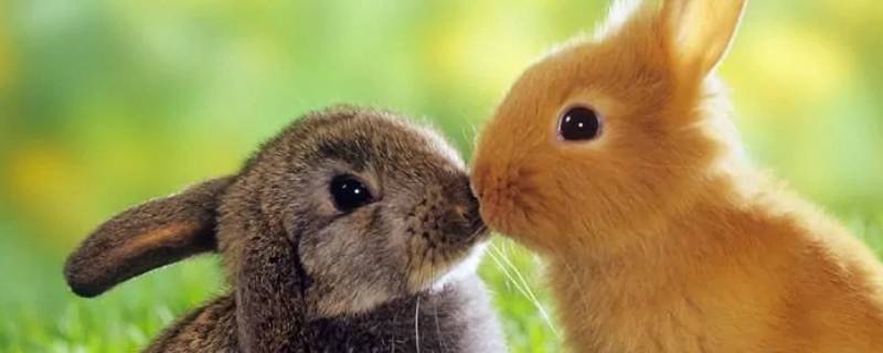 兔子是啮齿类动物吗 兔子是啮齿类动物嘛