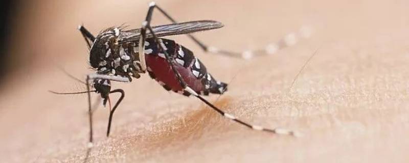 蚊子的生长周期过程 蚊子的生长周期