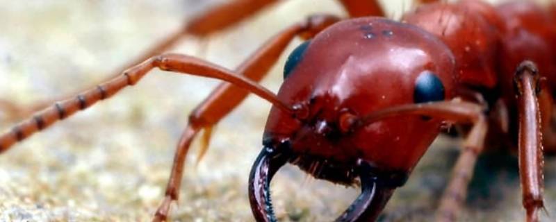 红蚂蚁的危害有多大 红蚂蚁有什么好处