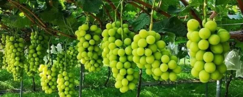 绿色的葡萄叫什么名字,不是提子 绿色的葡萄叫什么名字