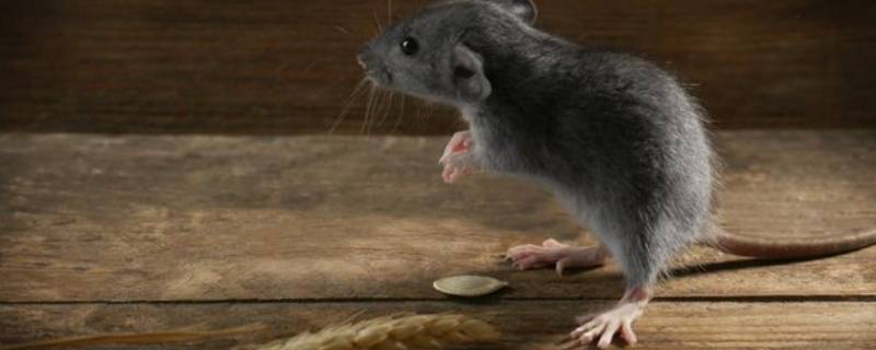 老鼠不吃东西能活多久 老鼠不吃食物能活几天