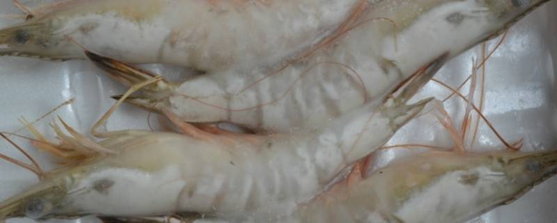 东方虾是什么虾 东方虾是什么虾可以生吃吗