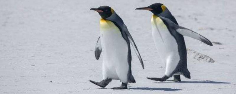 企鹅有尾巴吗图片 企鹅有尾巴吗