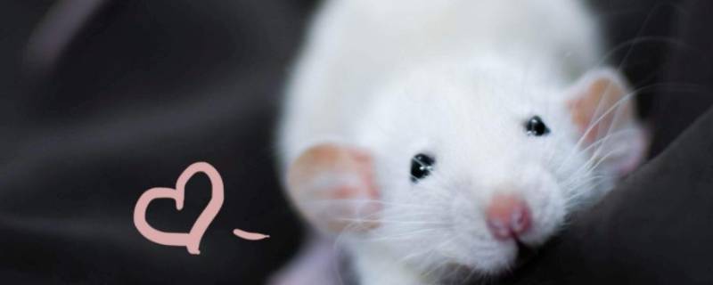 老鼠和花枝鼠有什么不一样 怎样区分老鼠和花枝鼠
