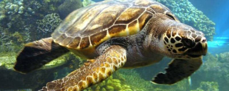 海龟的寿命 海龟的寿命最长多少年