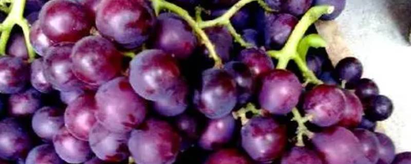 长葡萄叫什么名字紫色 长长的紫葡萄叫什么名字