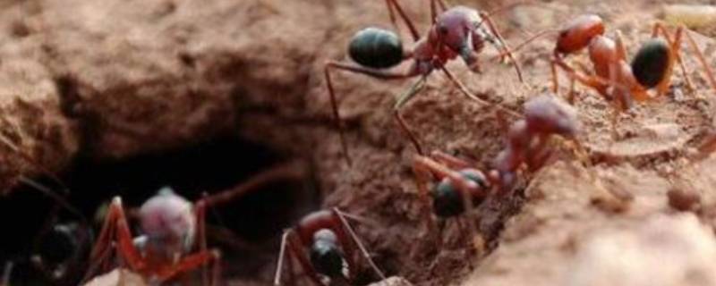 树根有蚂蚁窝怎么处理 树根有蚁洞怎么办