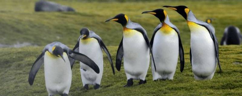 企鹅是两栖动物吗为什么 企鹅是两栖动物吗