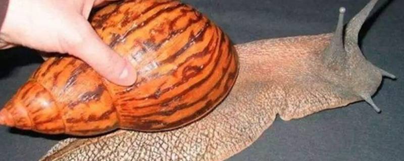 非洲大蜗牛能不能吃 非洲大蜗牛能不能吃塑料