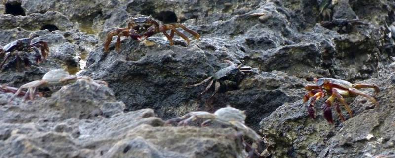 海边岩石缝里的螃蟹叫什么（在海边石头底下的螃蟹）