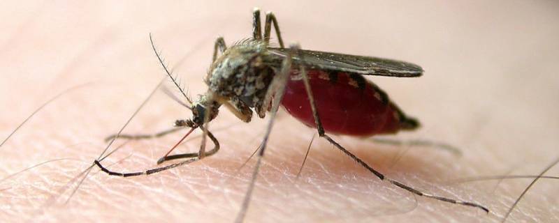 饿死一只蚊子大概需要多久（多少天能饿死蚊子）