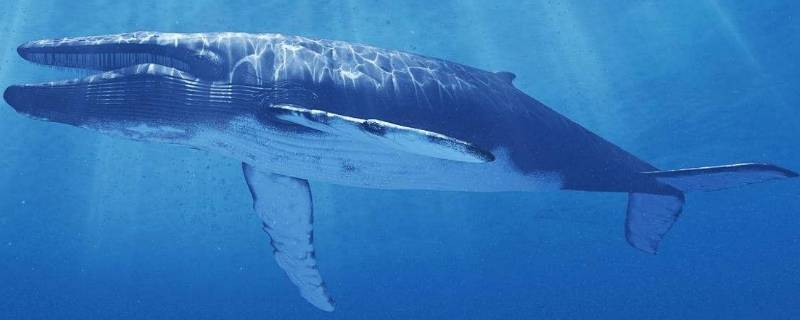 比蓝鲸还大的生物(图片 比蓝鲸还大的生物