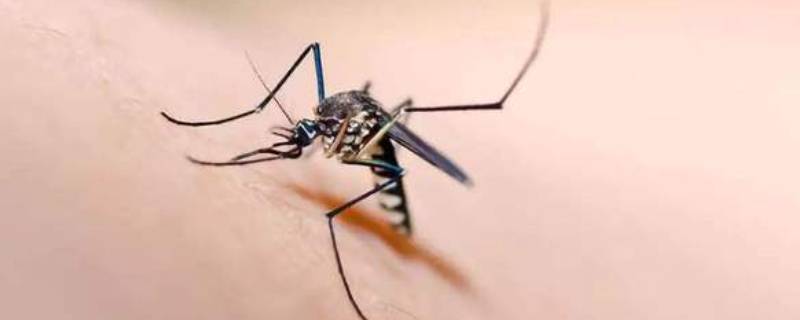 蚊子嗡嗡叫是什么原因 为什么有的蚊子嗡嗡叫