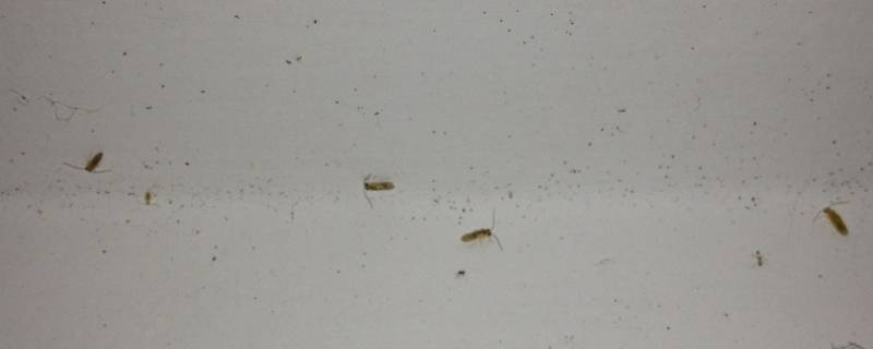 墙上长虫子怎么回事是什么虫子图片 墙上长虫子怎么回事是什么虫子