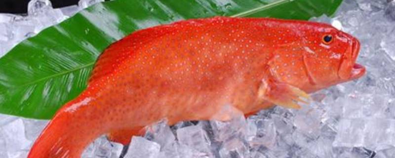 海里的红色鱼是什么鱼 红色鱼是什么鱼