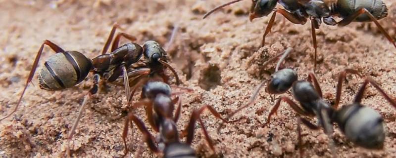 蚂蚁怎么处理死去的同伴（蚂蚁死掉同伴拿走干嘛）
