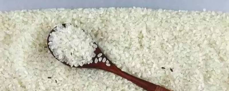 已经长了虫的大米如何处理 已经长虫的大米怎么处理
