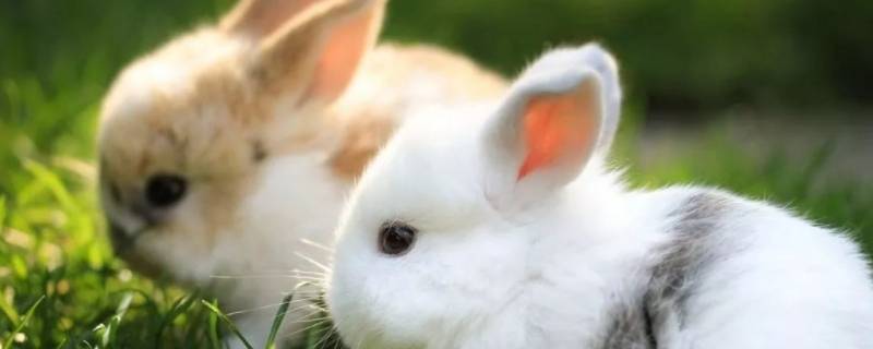 小兔子怎么叫 小兔子怎么叫的声音播放