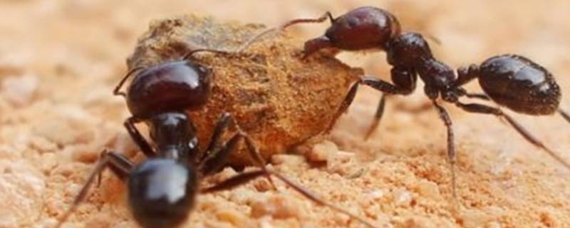 蚂蚁的触角像什么比喻句 蚂蚁的触角像什么