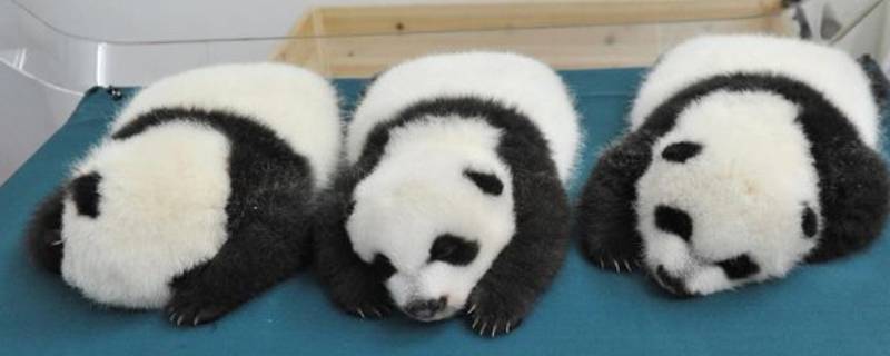大熊猫冬眠吗冬天冬眠吗 大熊猫冬眠吗