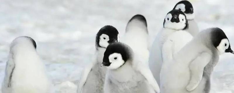 企鹅为什么不怕冷 企鹅为什么不怕冷的原因