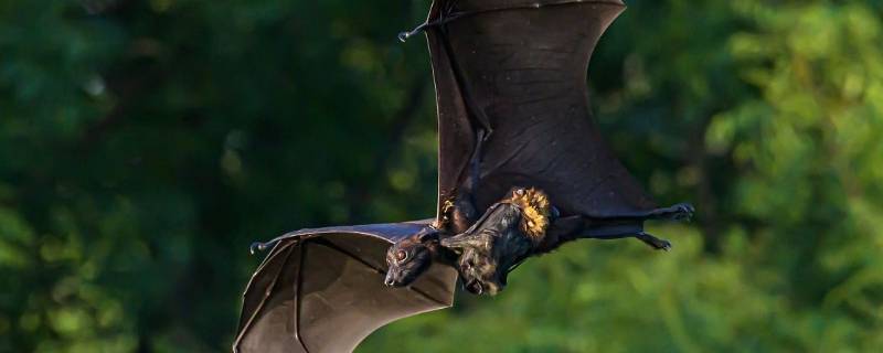 蝙蝠怎么繁殖后代 了解蝙蝠的繁殖方式