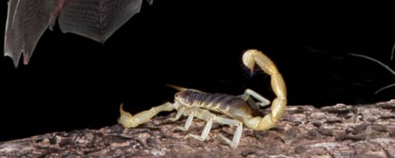 野生蝎子吃什么 野生蝎子吃什么食物