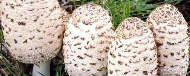 草坪上常见的蘑菇 草坪里长出来的蘑菇是什么菇