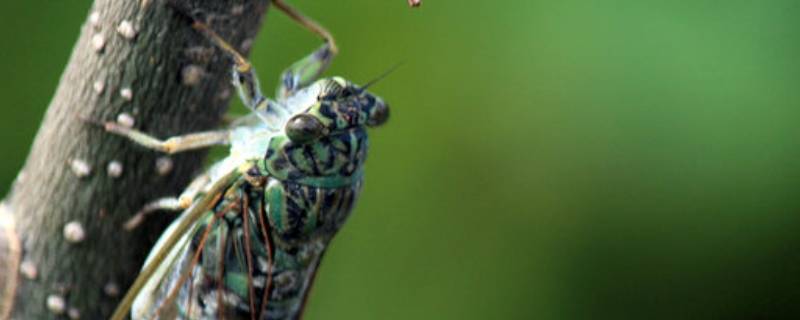昆虫记中蝉的特点和生活特征 昆虫记中蝉的特点