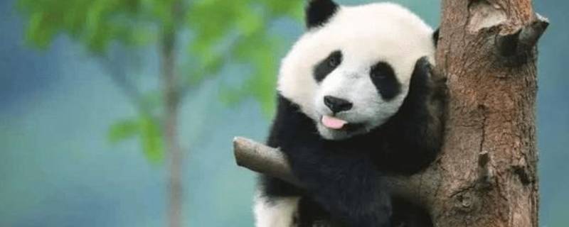 熊猫降级是怎么回事 熊猫降级的原因
