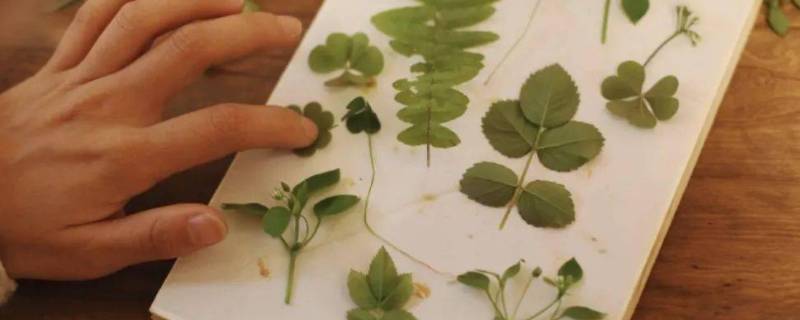 如何做植物标本压花 如何做植物标本