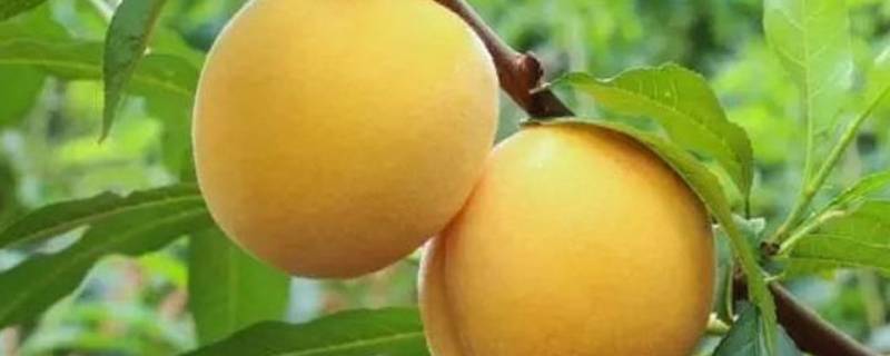 大量的黄桃怎样保存（黄桃如何保鲜储存）