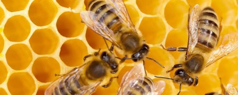 蜂蜡是干啥的 蜂蜡是干什么用的
