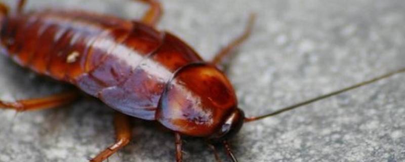 蟑螂是什么颜色的 蟑螂是什么颜色的虫子