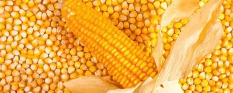 玉蜀黍和玉米有什么区别 蜀黍和玉米一样吗