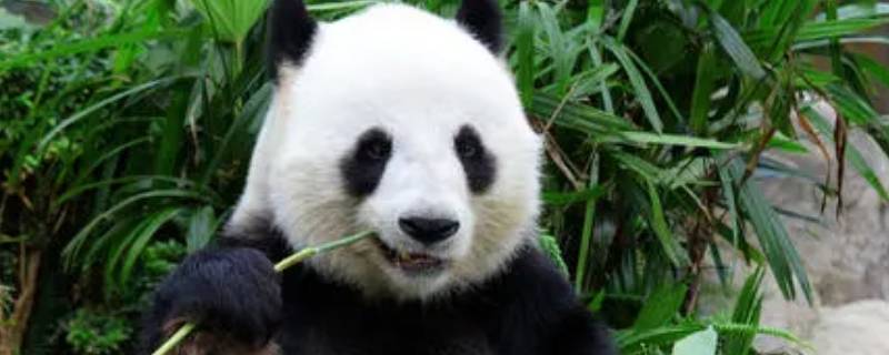 大熊猫吃的竹子叫什么 大熊猫是吃什么竹子的