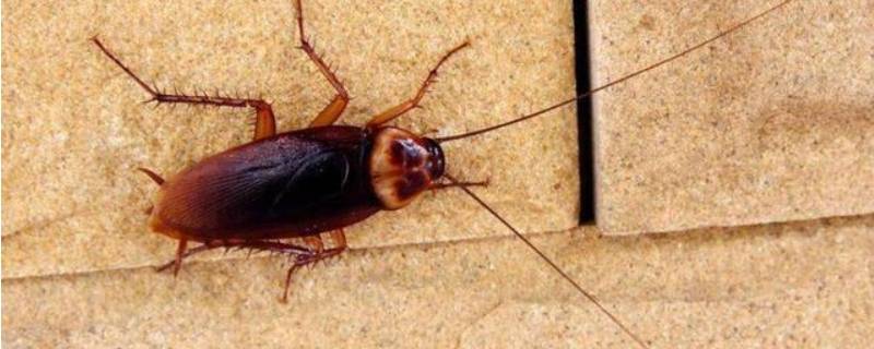 家里有巨型蟑螂怎么办 家里有很多特别小的蟑螂怎么解决