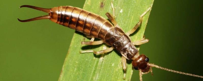 黑色尾巴分叉的是什么虫子 黑色尾巴分叉的是什么虫子怎么消灭