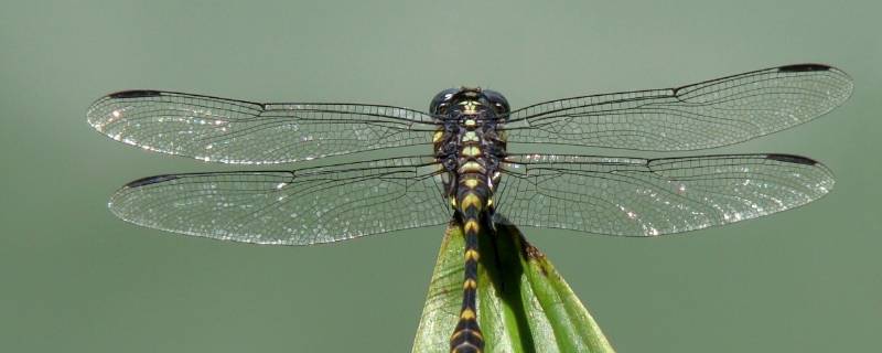 蜻蜓的外形特征和生活方式 蜻蜓的习性
