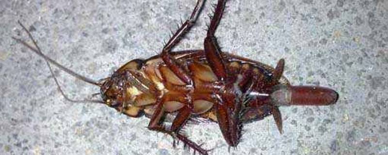 蟑螂吃了蟑螂药多久才会死 蟑螂吃完蟑螂药多久会死