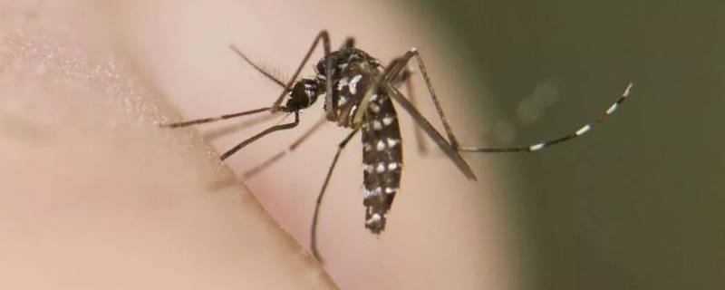 黑花蚊子学名叫什么（黑花的蚊子是什么蚊子）