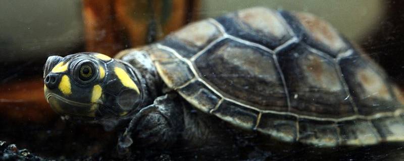 黄头侧颈龟是二级保护动物吗 黄头龟是几级保护动物