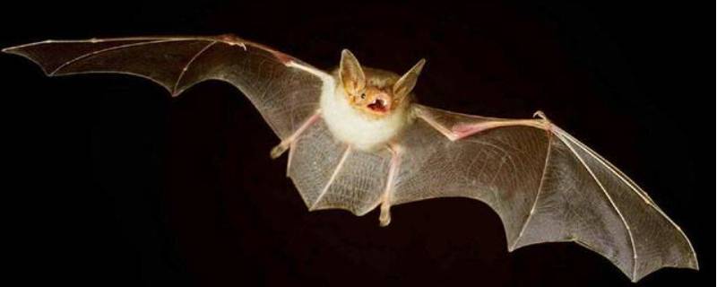蝙蝠飞进家里需要消毒吗 家里飞进来蝙蝠需要消毒吗