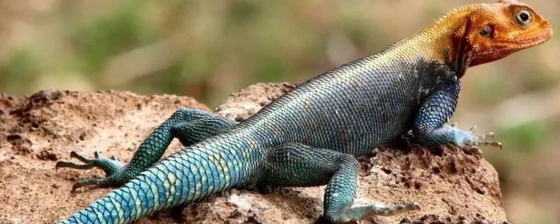 蜥蜴 蓝色尾巴 蓝色尾巴的蜥蜴叫什么