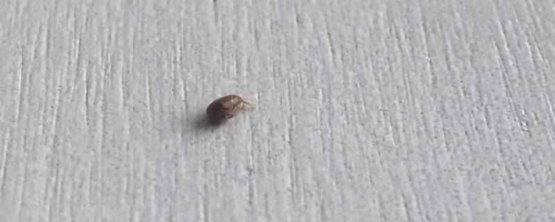 为什么屋里有好多小飞虫 为什么屋里有很多小飞虫
