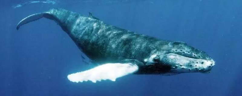 鲸鱼声纳的作用 虎鲸声呐怎么用
