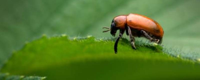昆虫记中昆虫的嗅觉概括 昆虫记昆虫的嗅觉概括